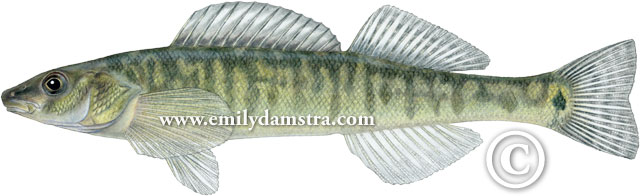 Percina caprodes (Rafinesque, 1818)